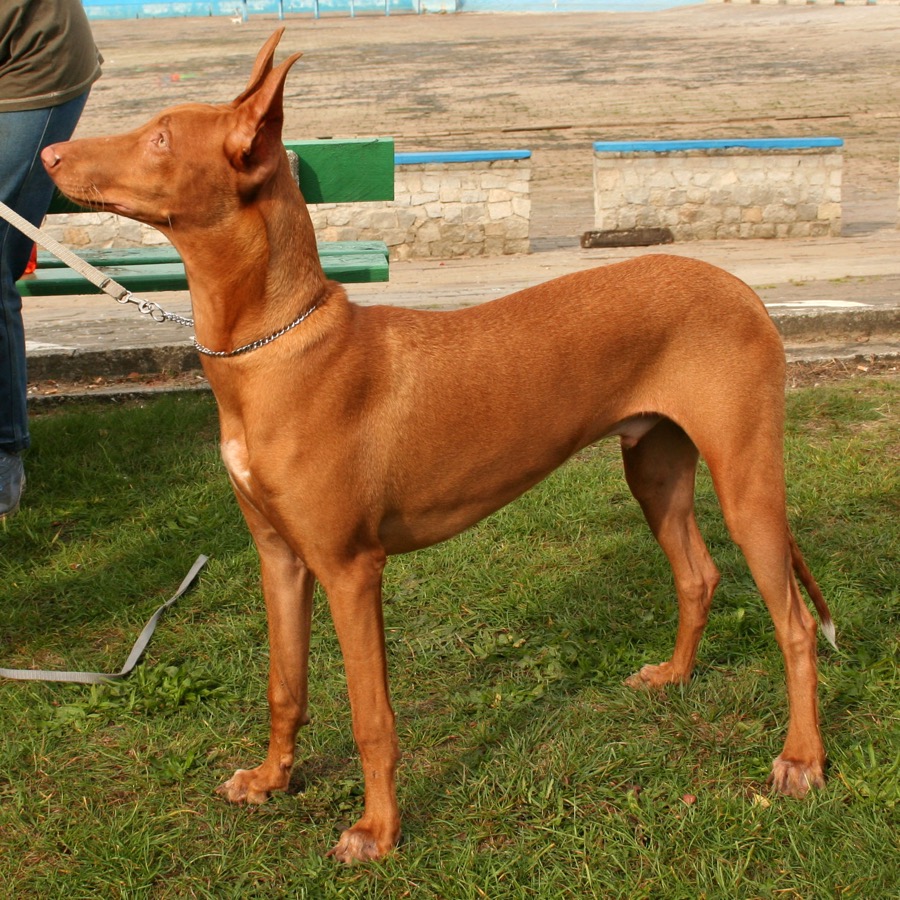 Pharaoh Hound dog