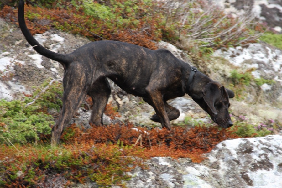 Plott Hound dog