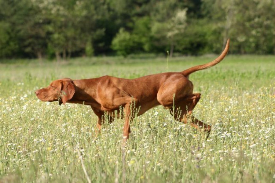Pointer dog