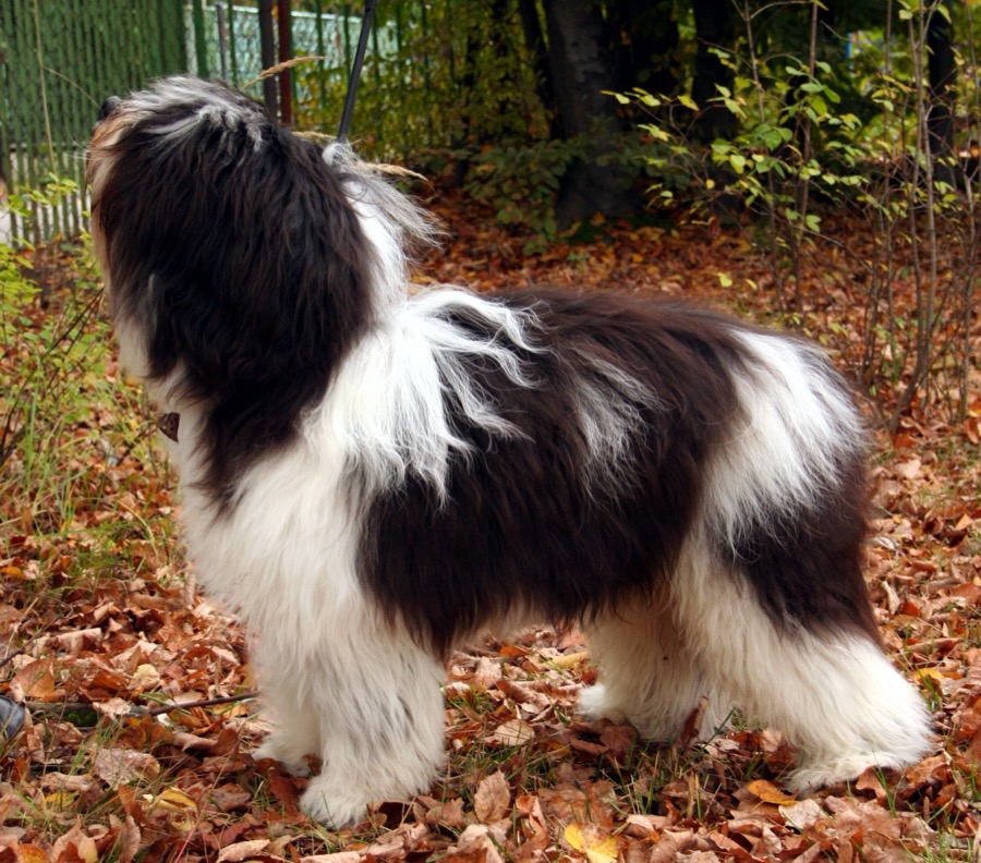 Polish Lowland Sheepdog dog