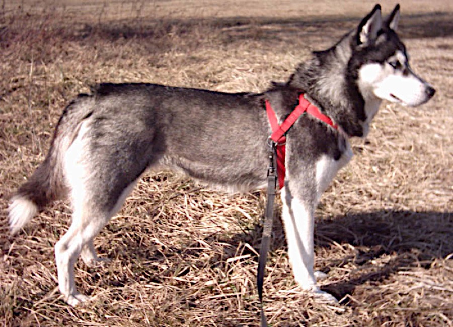 Pomsky