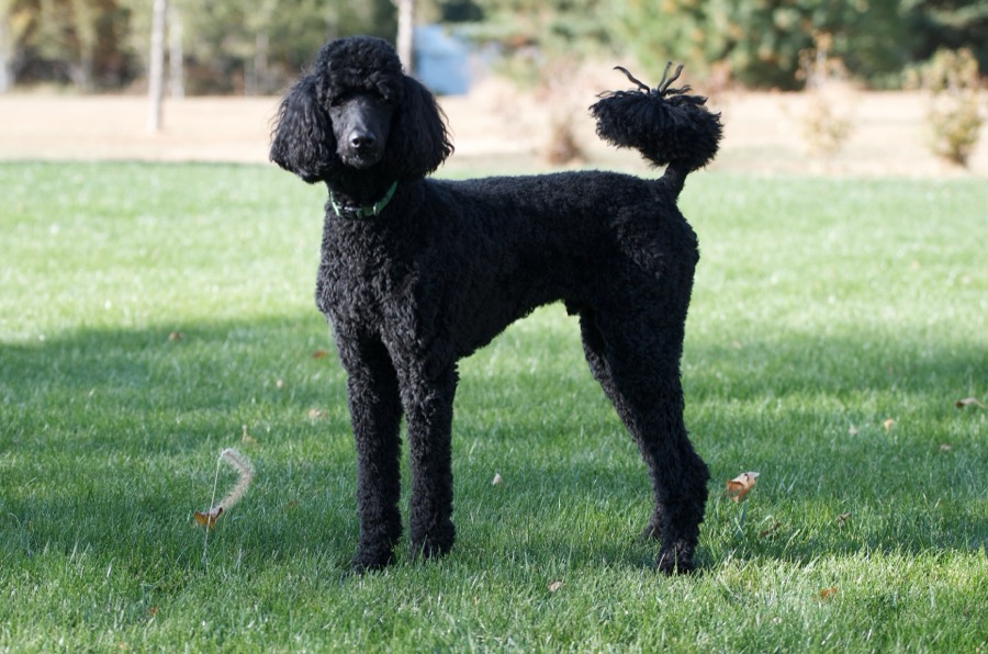 Standard Poodle dog