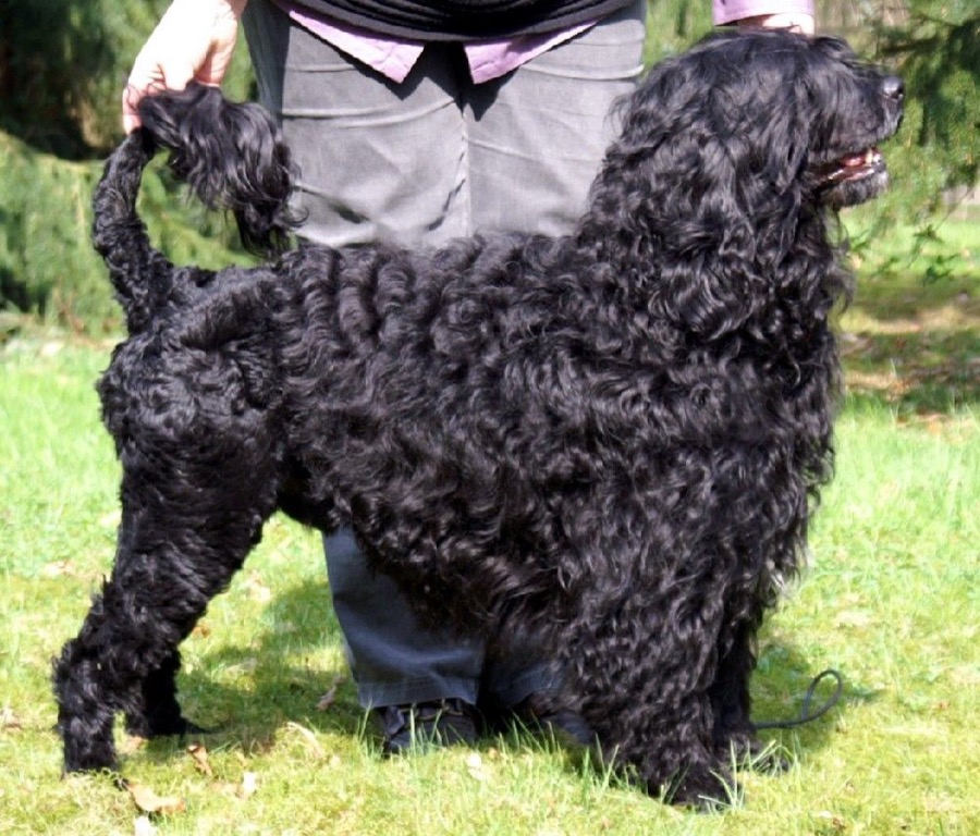 Portuguese Water Dog dog
