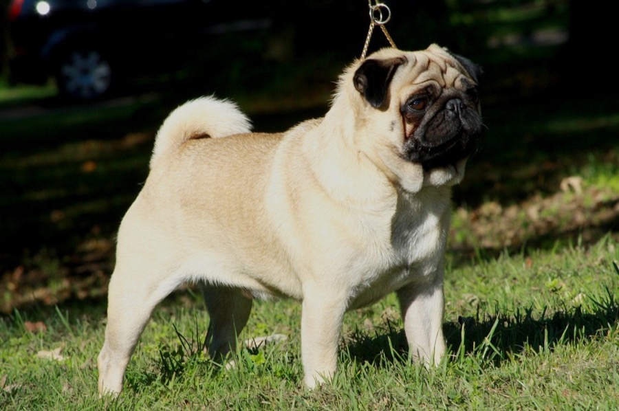 Pug dog
