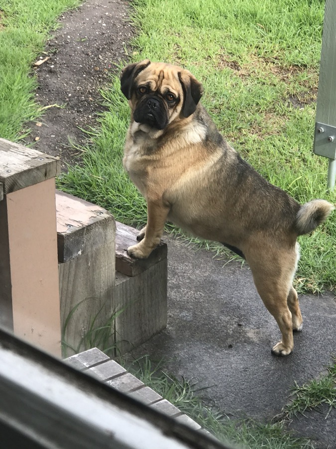 Puggle dog