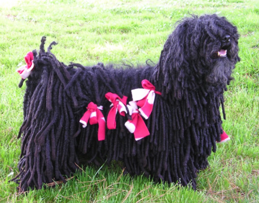 Puli dog