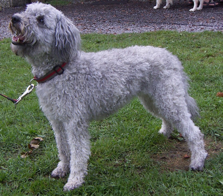 Pumi dog