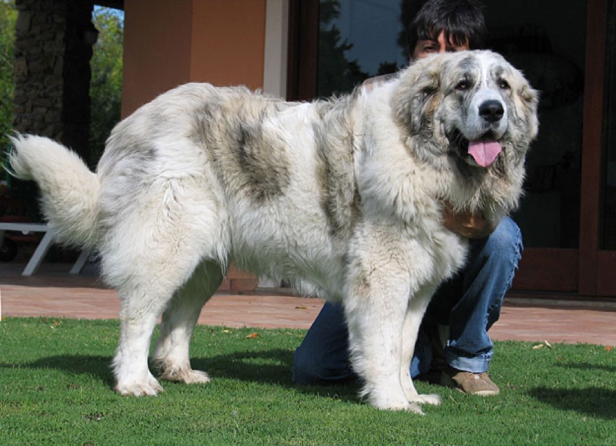 Pyrenean Mastiff dog