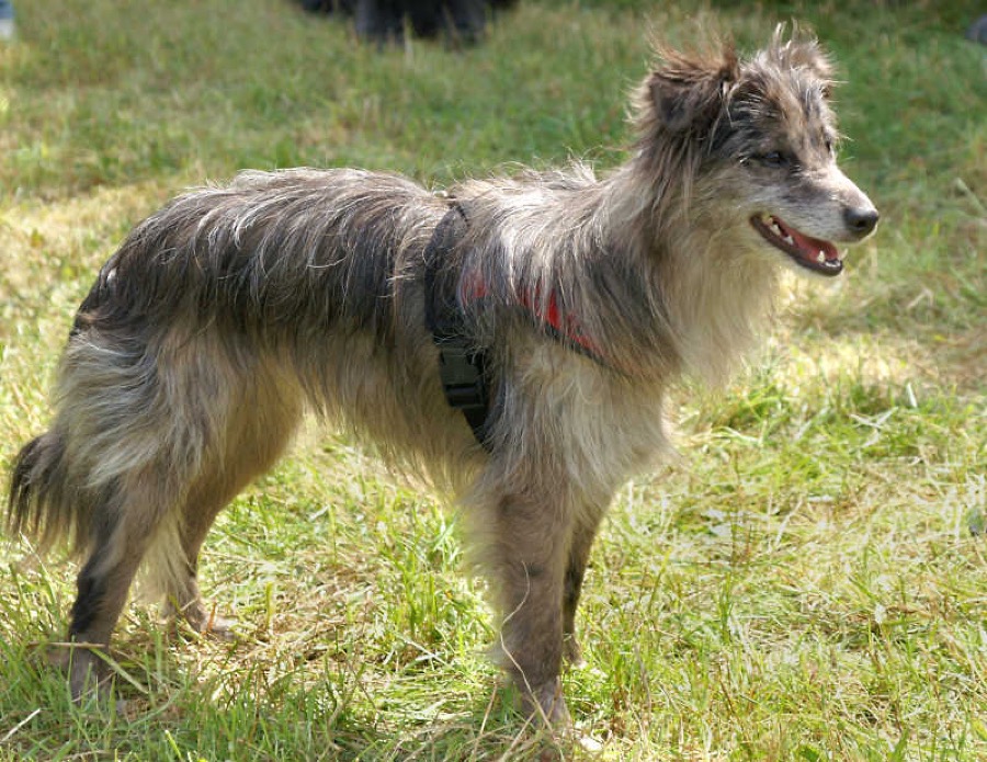Pyrenean Shepherd dog