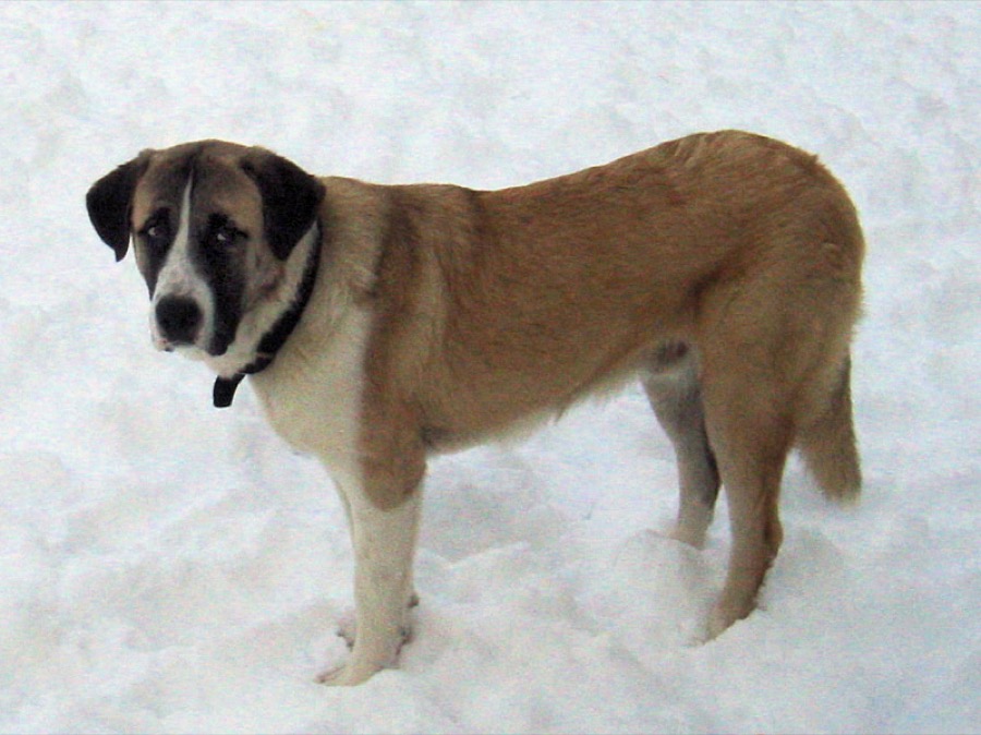 Rafeiro do Alentejo dog