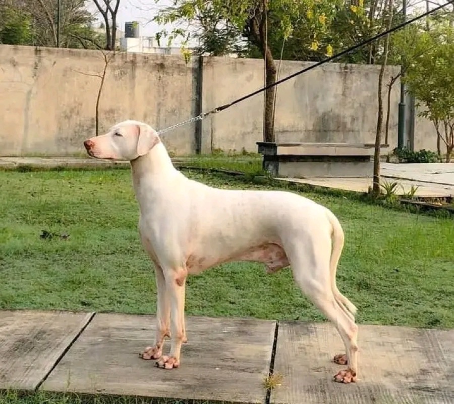 Rajapalayam dog