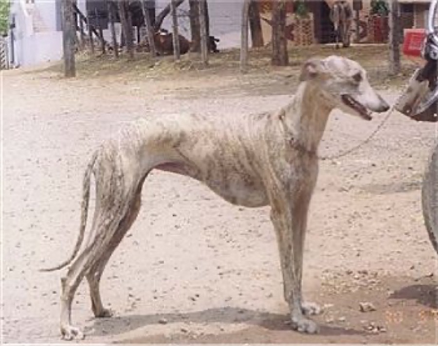 Rampur Greyhound dog