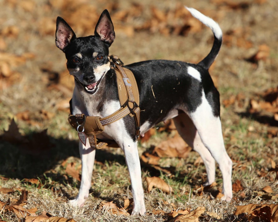 Rat Terrier dog