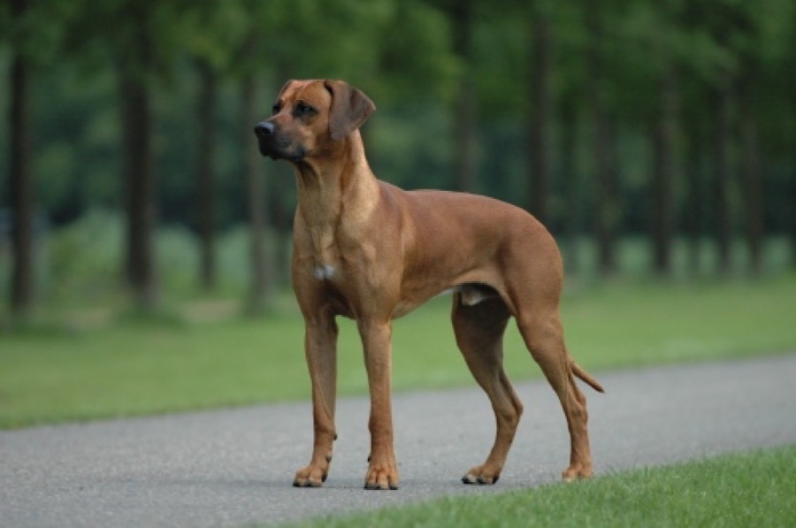 Rhodesian Ridgeback dog
