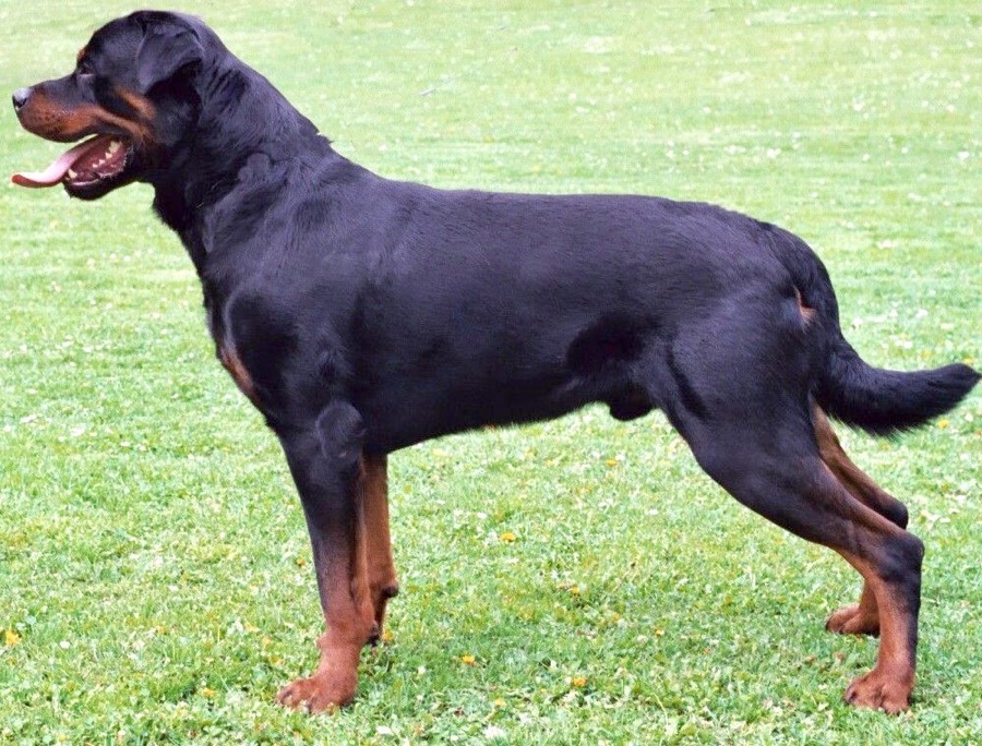 Rottweiler dog
