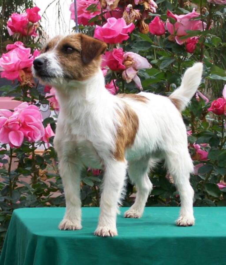Russell Terrier dog