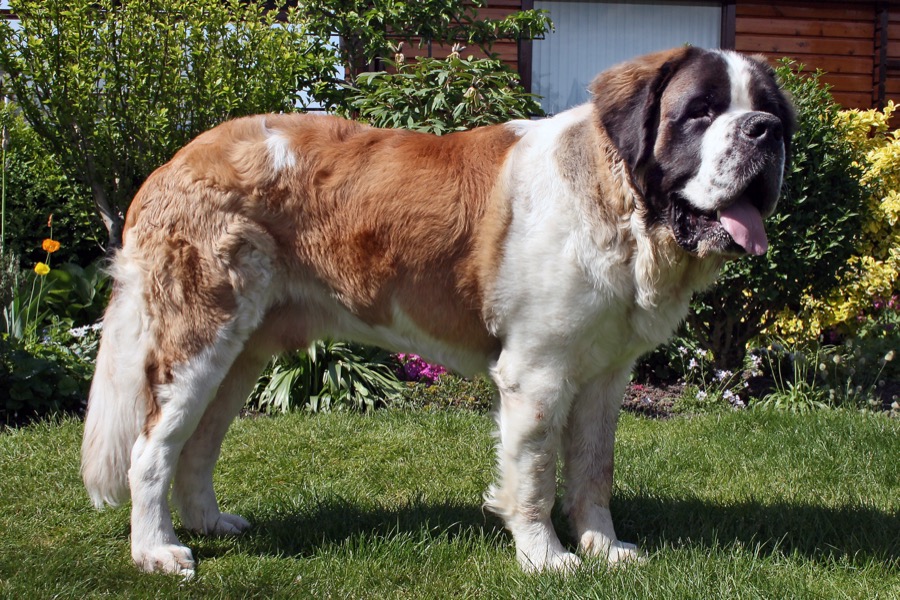Saint Bernard dog