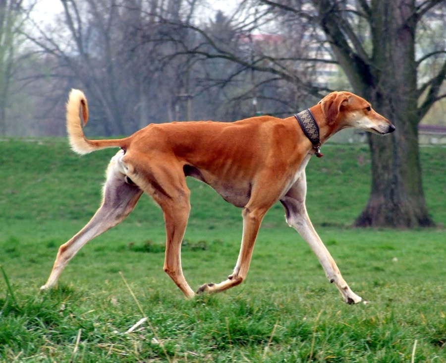 Saluki dog
