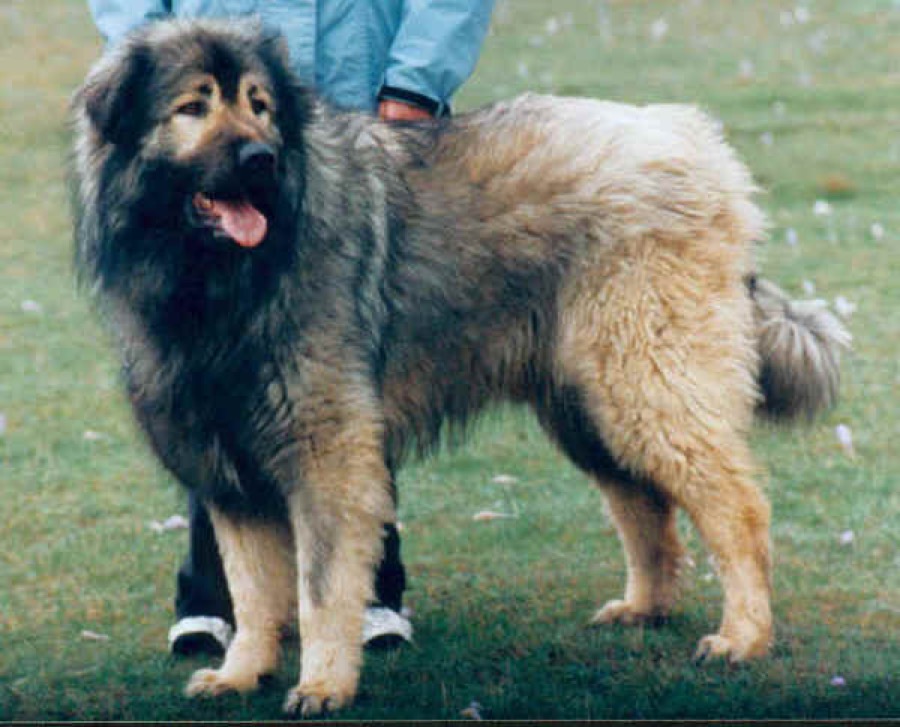 Sarplaninac dog