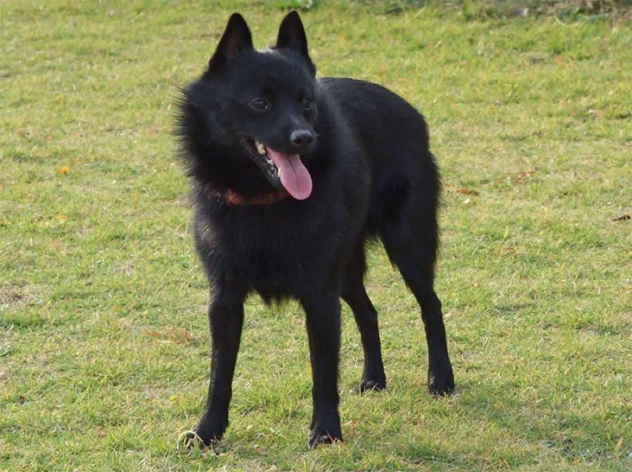 Schipperke dog