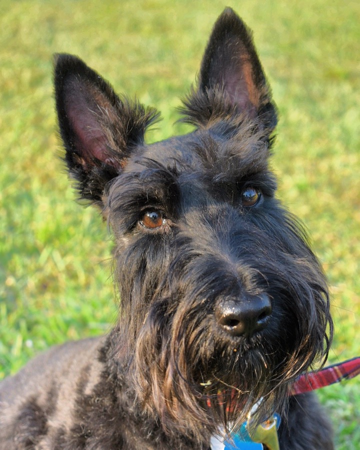 Scottish Terrier dog