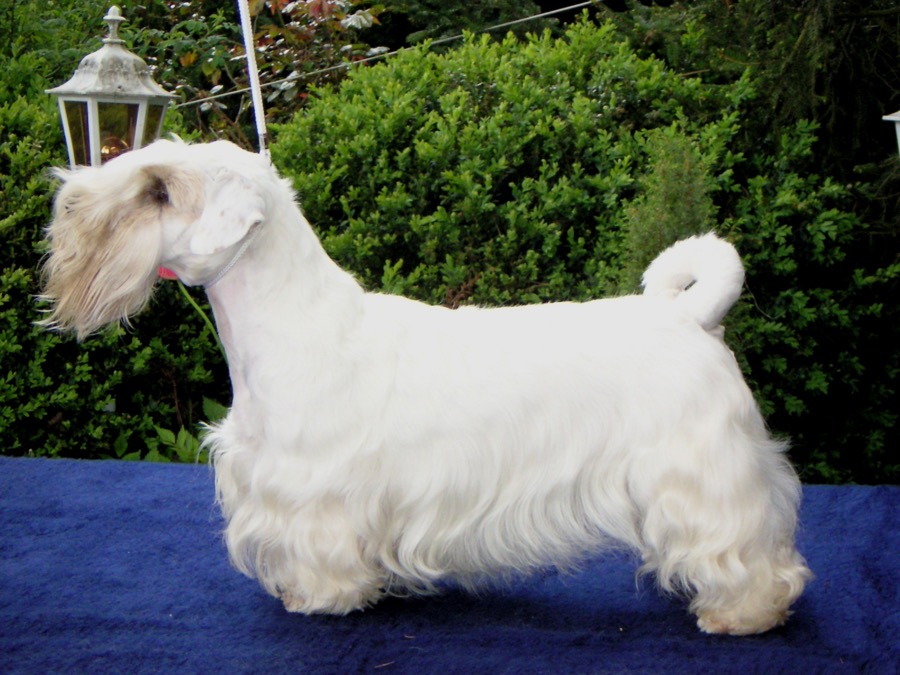 Sealyham Terrier dog