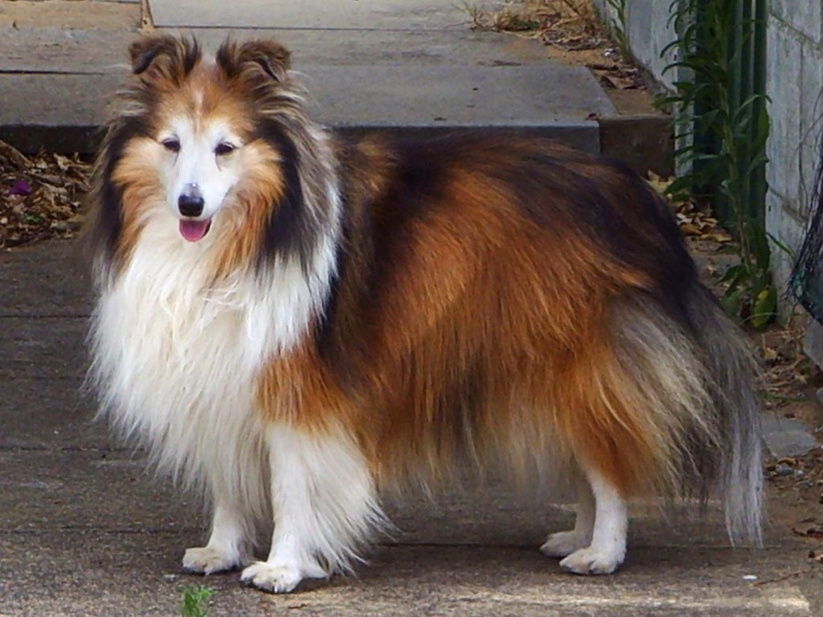 Shetland Sheepdog dog