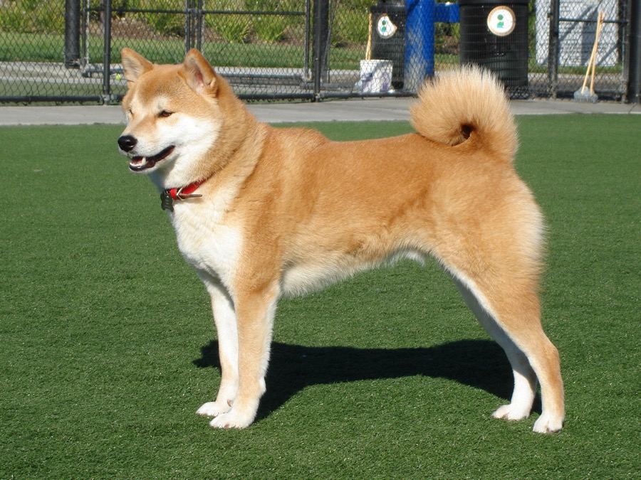 Shiba Inu dog