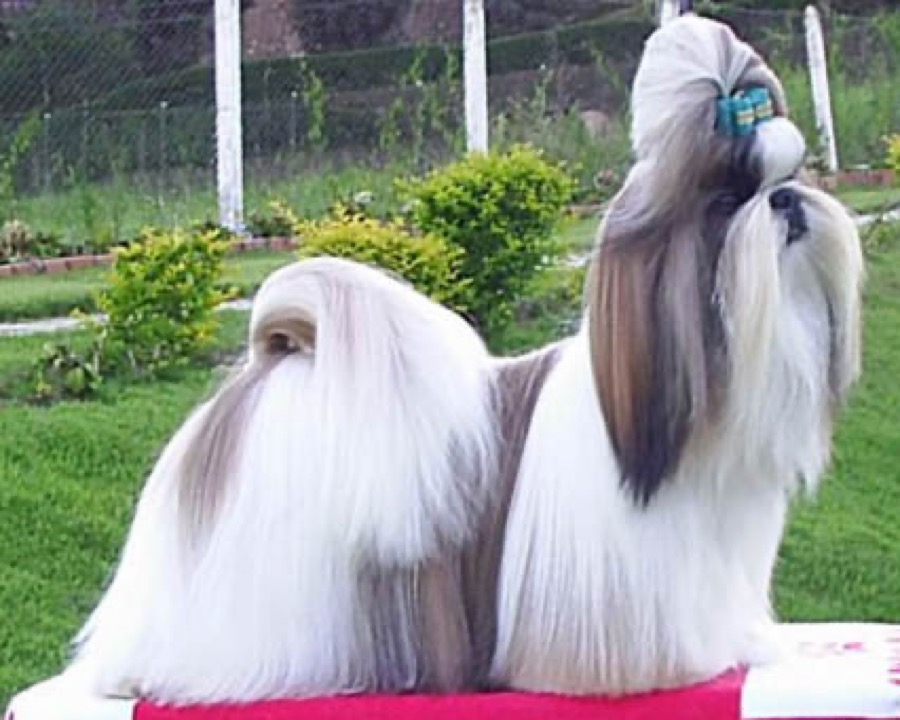 Shih Tzu dog