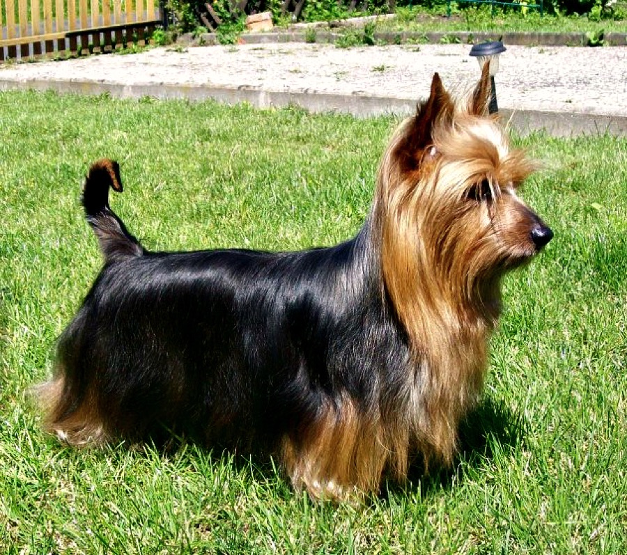Silky Terrier dog