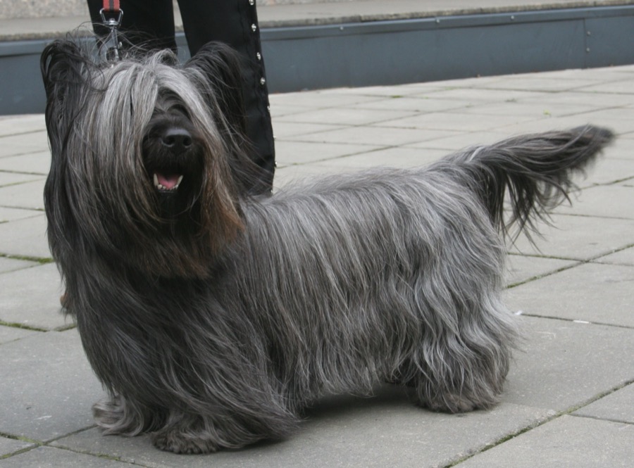 Skye Terrier dog