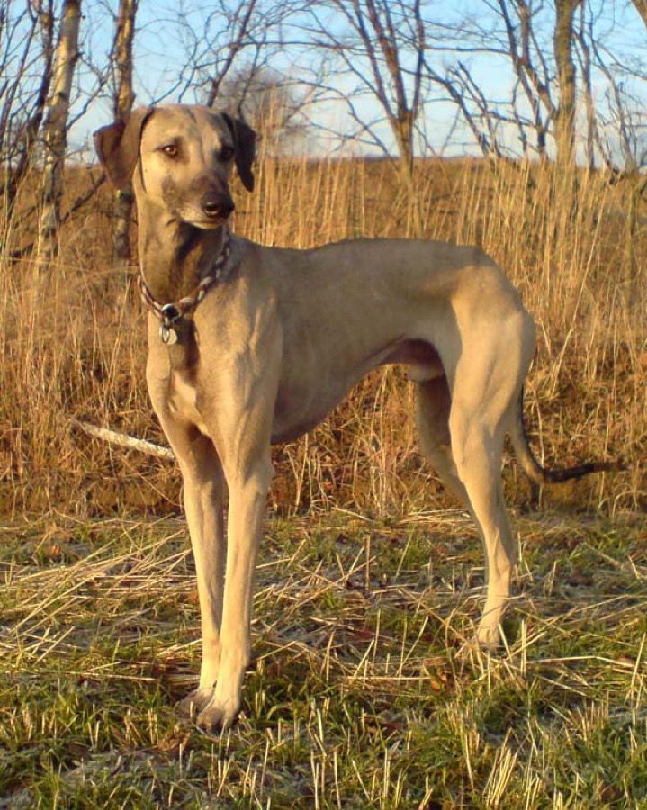 Sloughi dog
