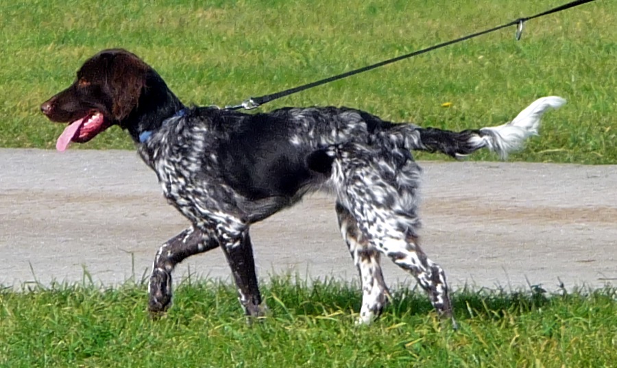 Small Munsterlander dog