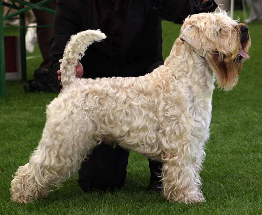 Soft Coated Wheaten Terrier dog
