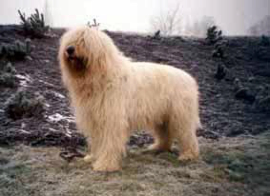 South Russian Ovcharka dog