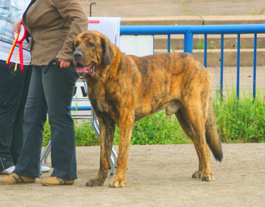 Spanish Mastiff dog