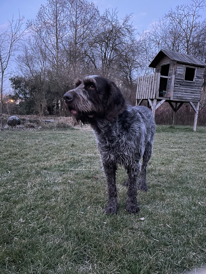 Spinone Italiano dog