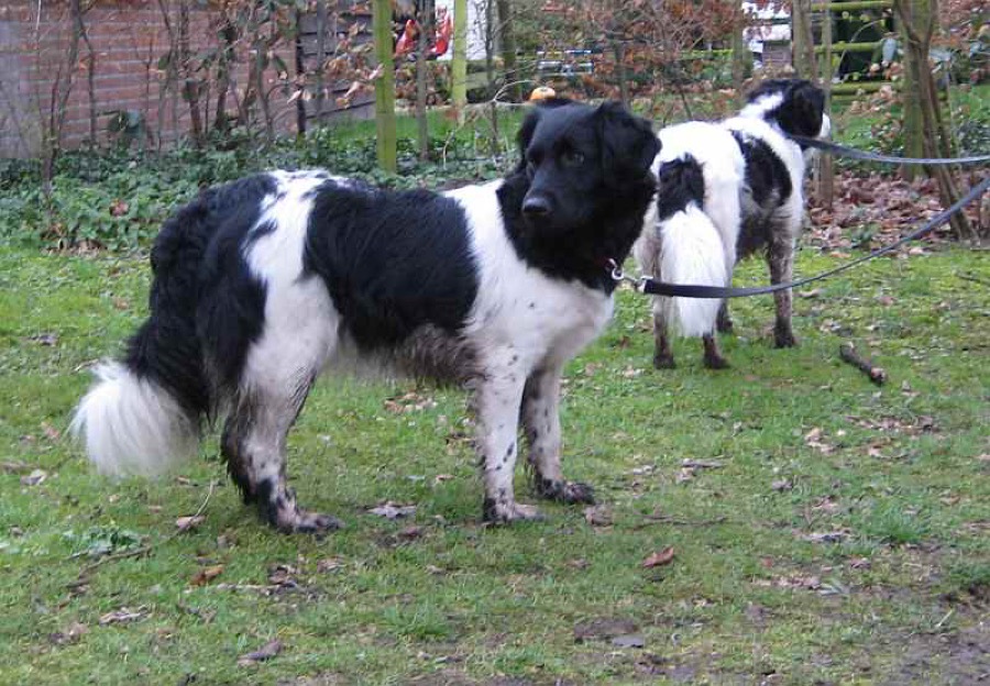 Stabyhoun dog