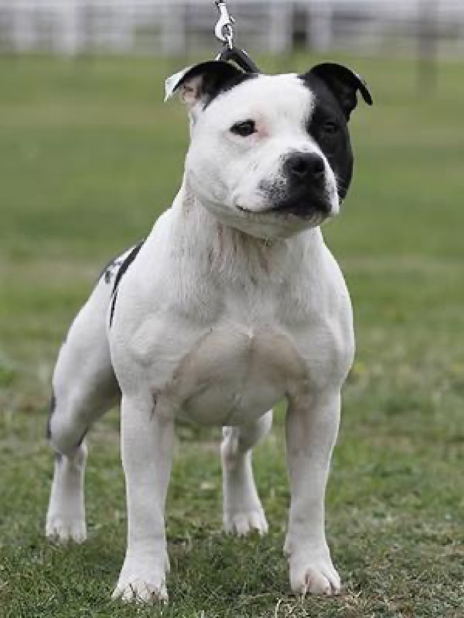 Staffordshire Bull Terrier dog