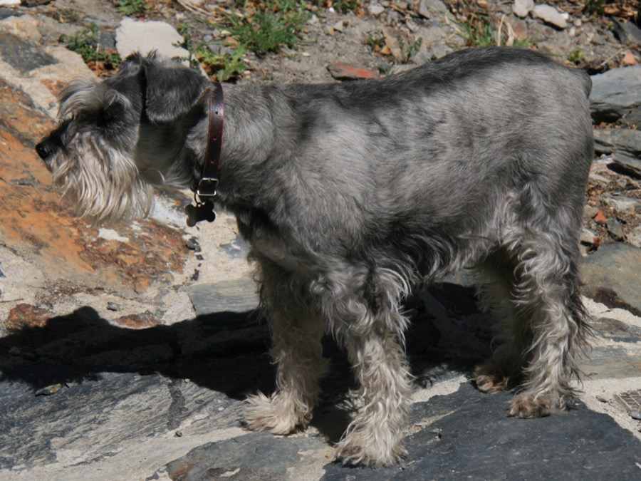 Standard Schnauzer dog