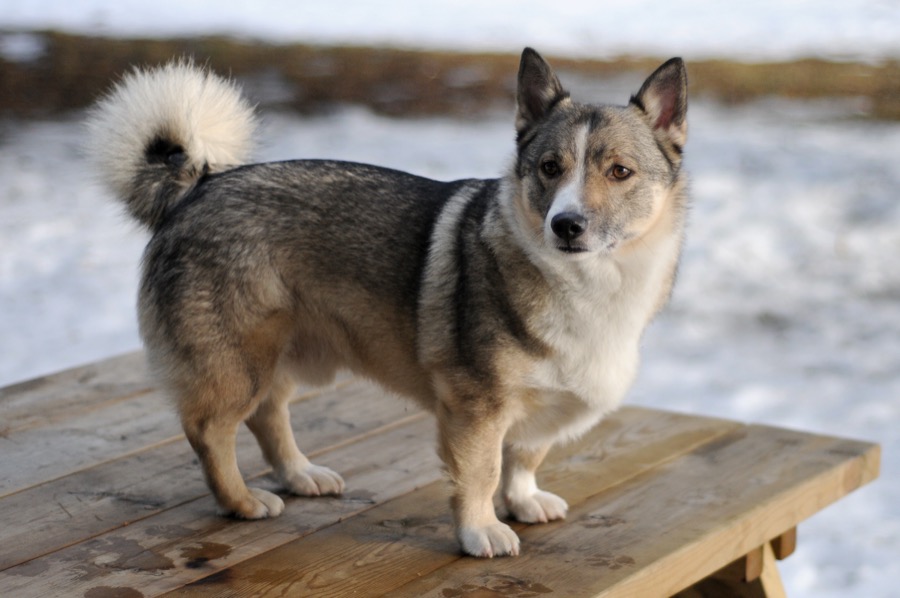 Swedish Vallhund dog