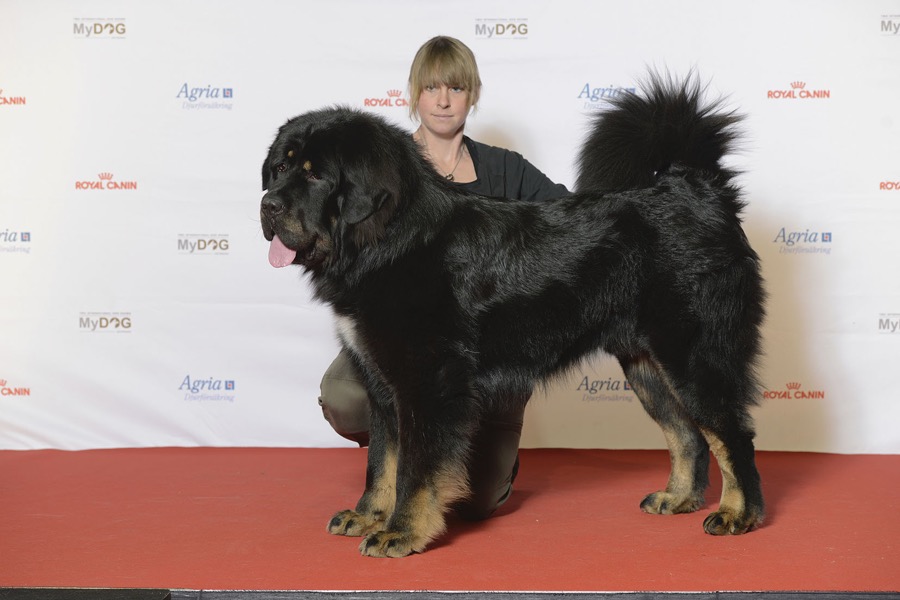 Tibetan Mastiff dog