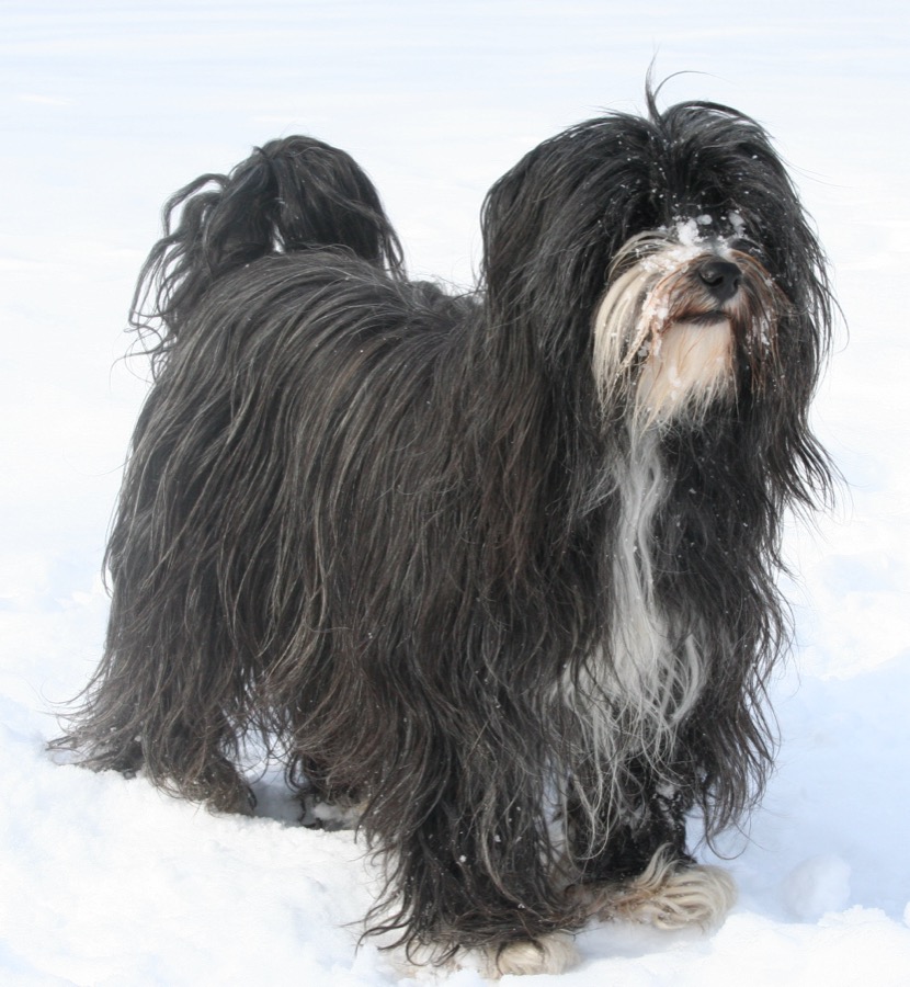 Tibetan Terrier dog