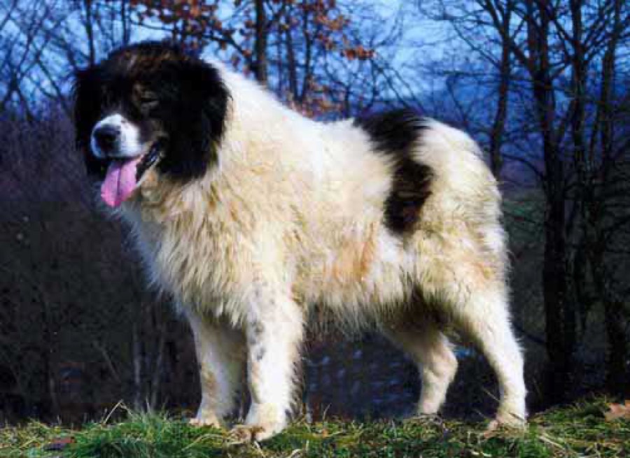 Tornjak dog