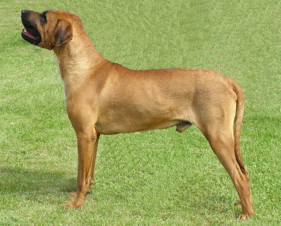 Tosa Inu dog