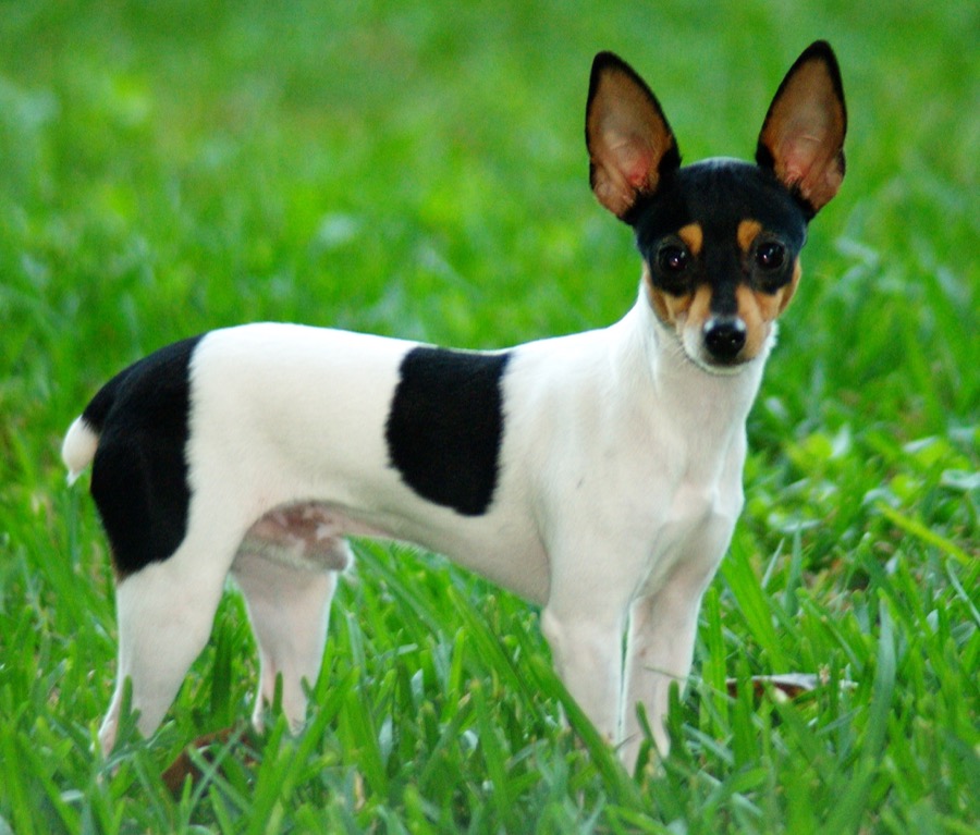 Toy Fox Terrier dog