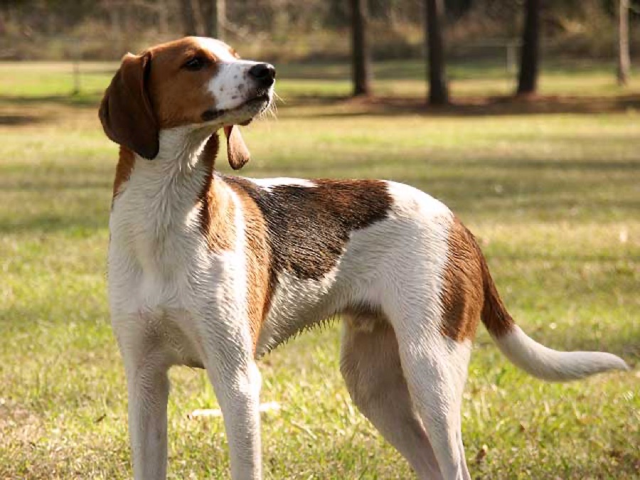 Treeing Walker Coonhound dog
