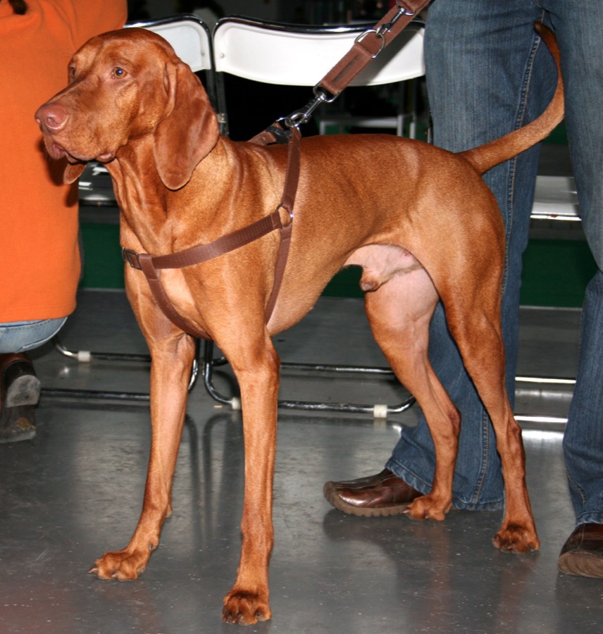 Vizsla dog