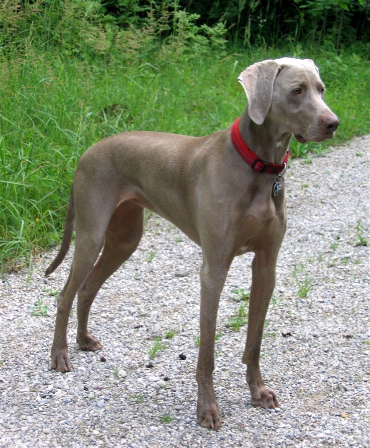 Weimaraner dog