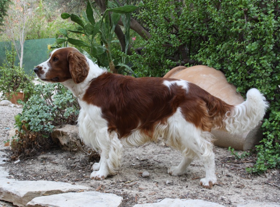Welsh Springer Spaniel dog